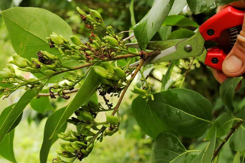 Older Woody Stems Benefit From Occasional Thinning