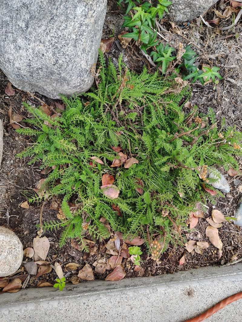Older Yarrow Clumps Bloom Better After Refreshing