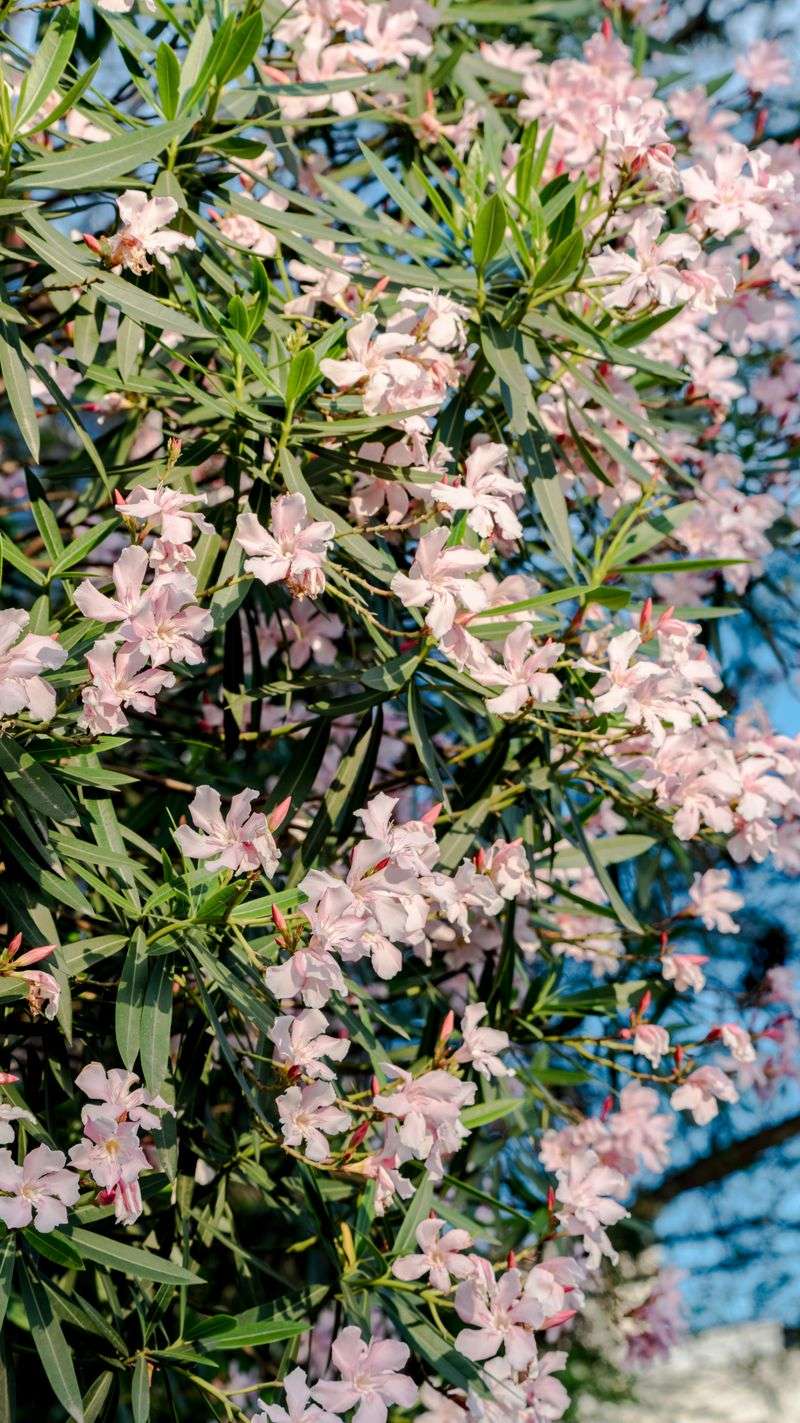 Oleander