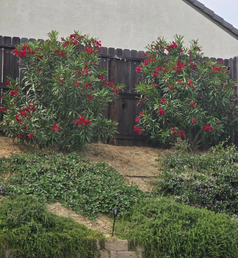 Oleander Makes Dense Hedges
