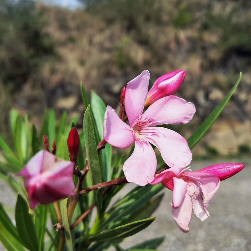 Oleander (Nerium Oleander) Oleander (Nerium Oleander)