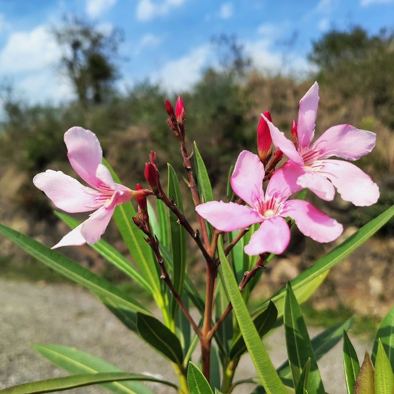 Oleander Raises Serious Safety Concerns