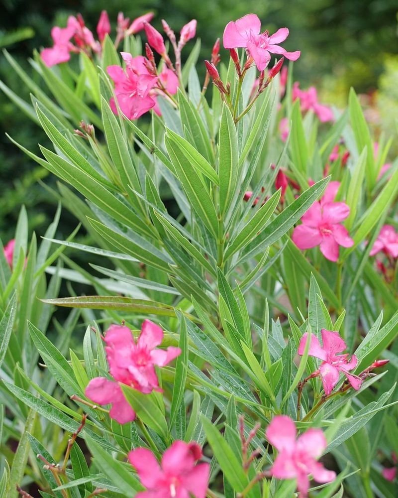 Oleanders Rapidly Overtake Tight Foundation Beds