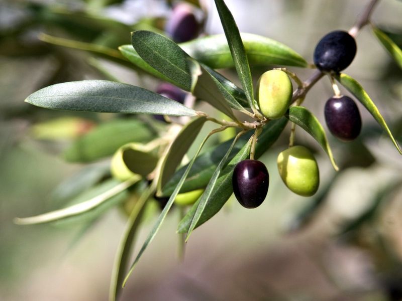 Olive Tree