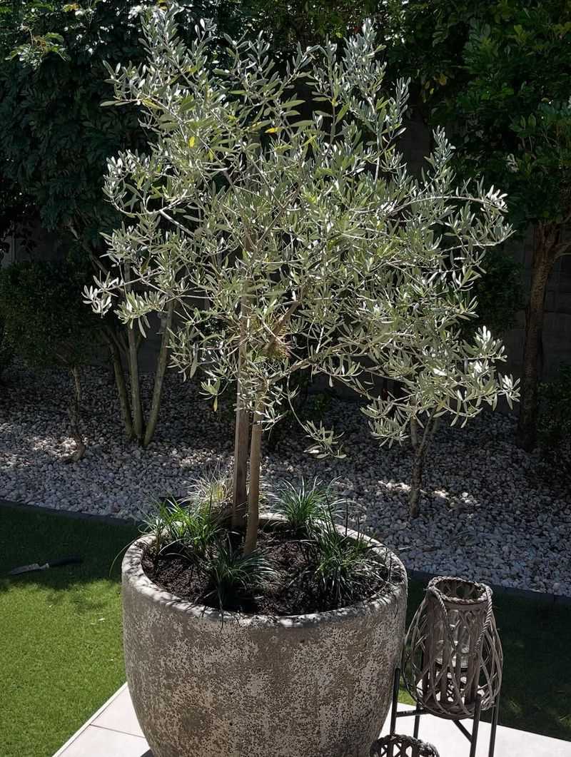 Olive Tree