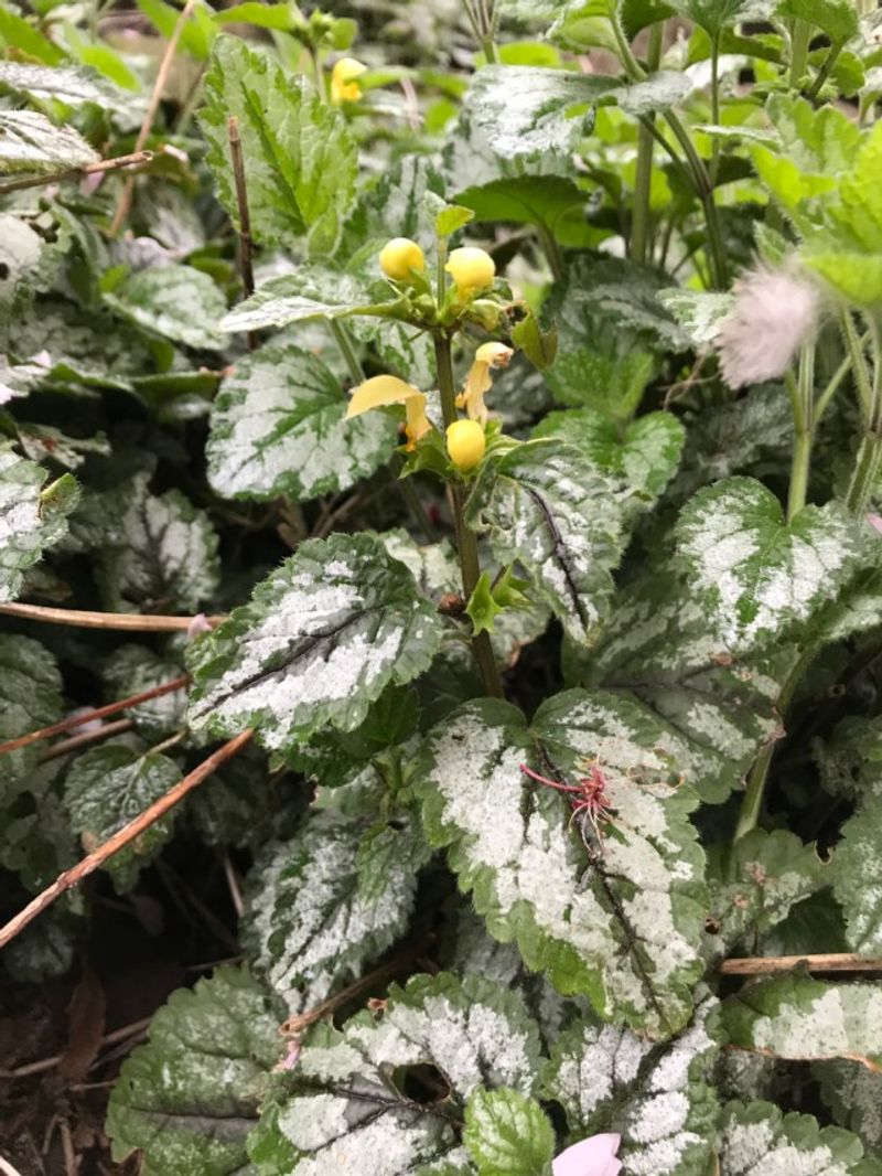 Once It Escapes, It Can Crowd Out Native Plants