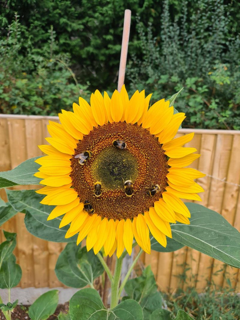 One Bee Can Start A Chain Reaction