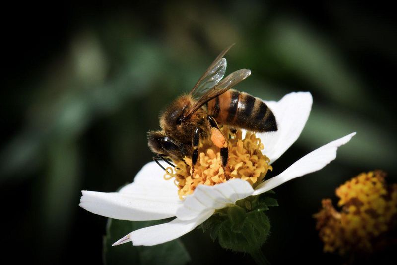 One Bee Feeds Many Plants