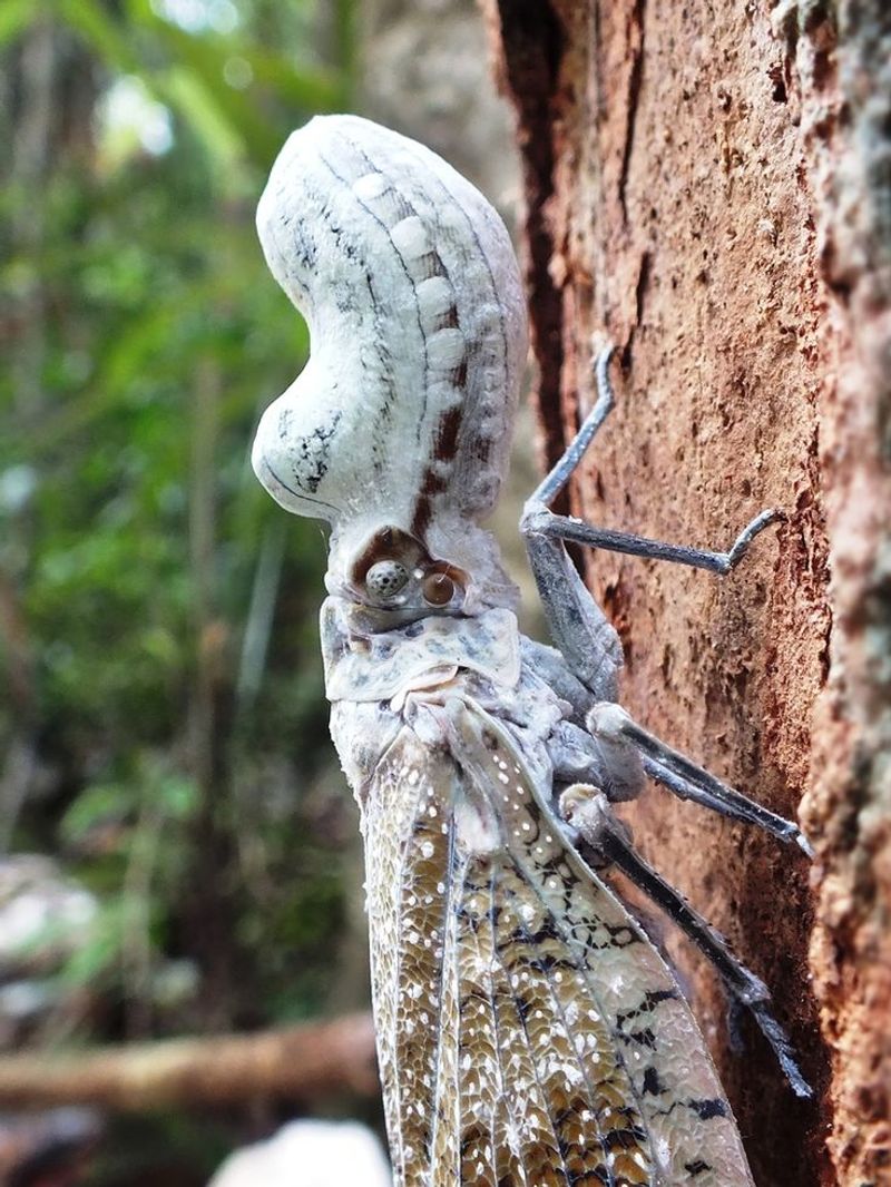 A spotted lanternfly with dull, faded coloring, typical of an older or recently molted specimen.