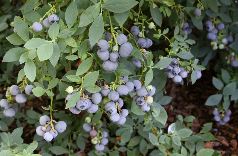 One Bush Usually Means Fewer Berries Than Expected