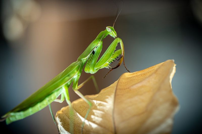 One Mantis Won't Control An Infestation