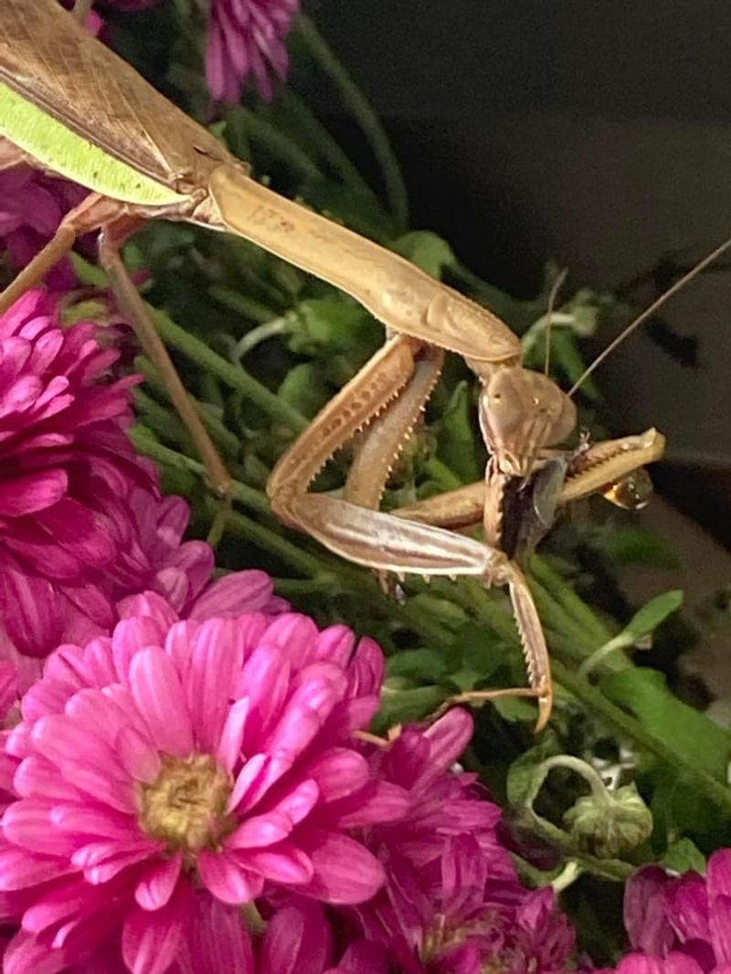 One Mantis Won't Fix A Pest Problem