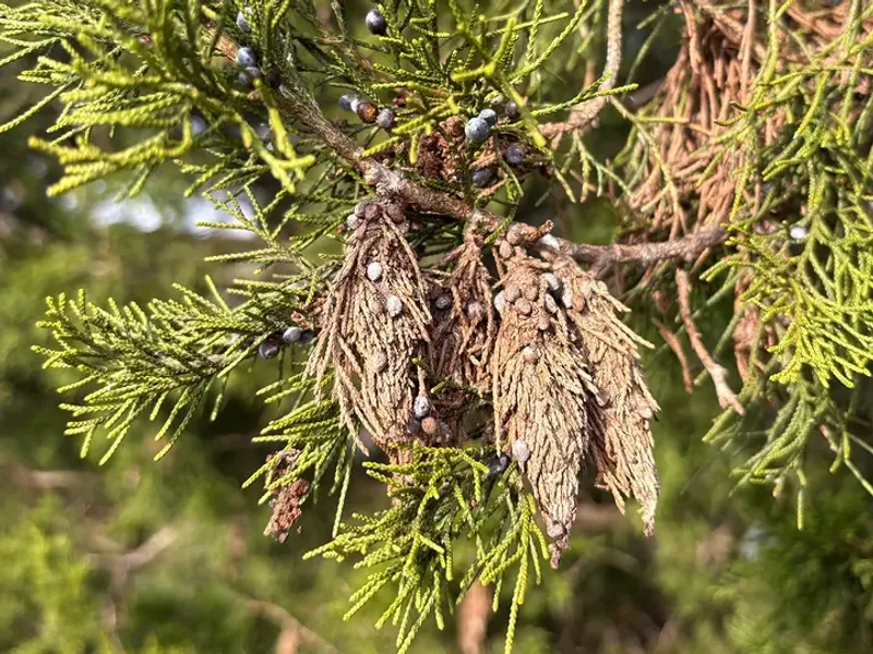One Missed Season Can Lead To Much Bigger Bagworm Problems Next Year