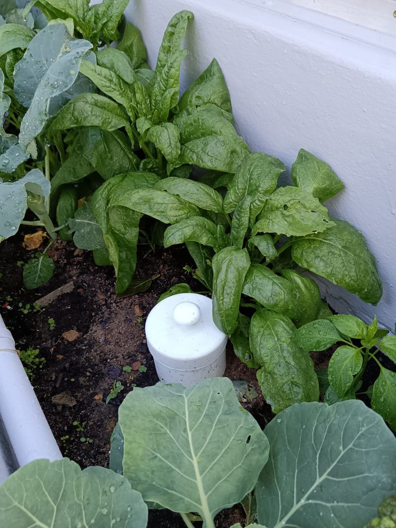 One Or Two Towers Can Feed A Full Raised Bed
