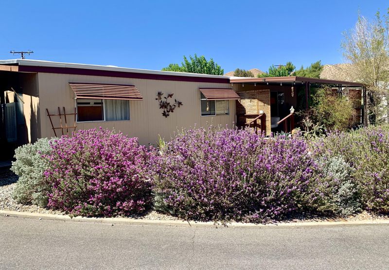 One Sage Bush Supports Backyard Wildlife