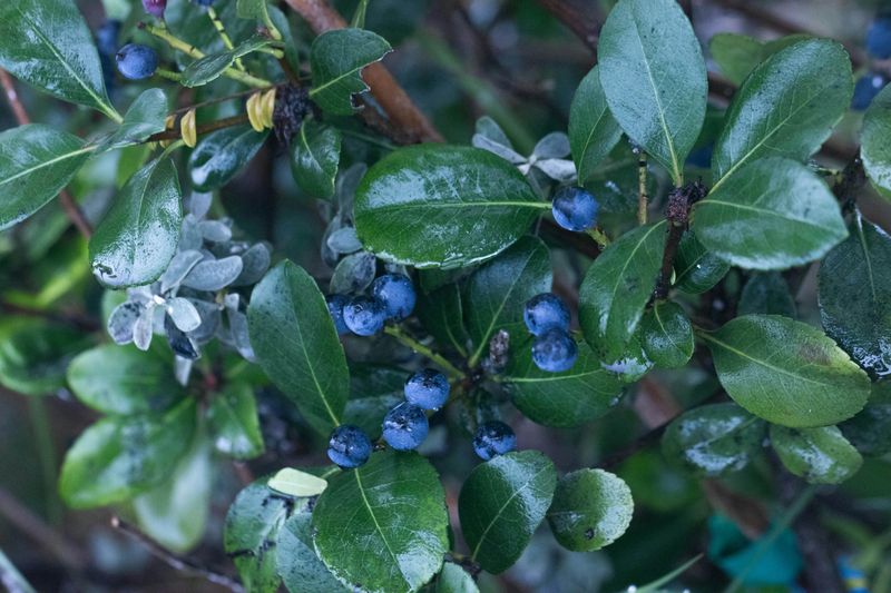 One Shrub, Thousands Of Maryland Yards 