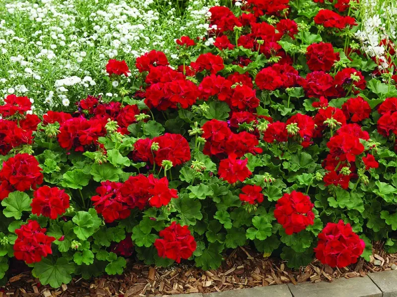 One Simple May Task That Makes Geraniums Much Fuller