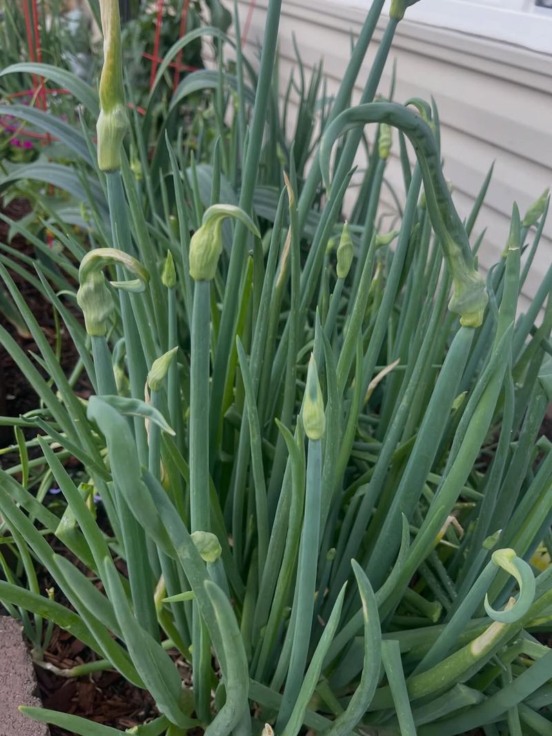 Onion Plants Smell Stronger After Watering Onion Plants Smell Stronger After Watering