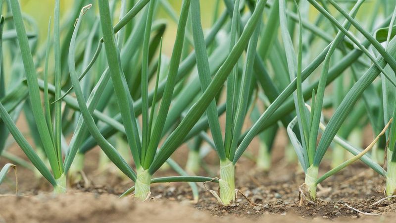 Onions Add Scent Diversity Around Sunny Michigan Garden Beds