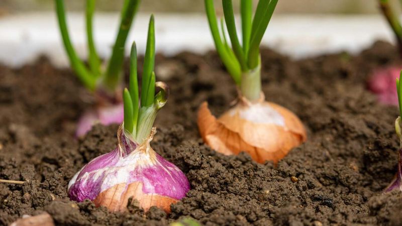 Onions And Garlic Take The Longest