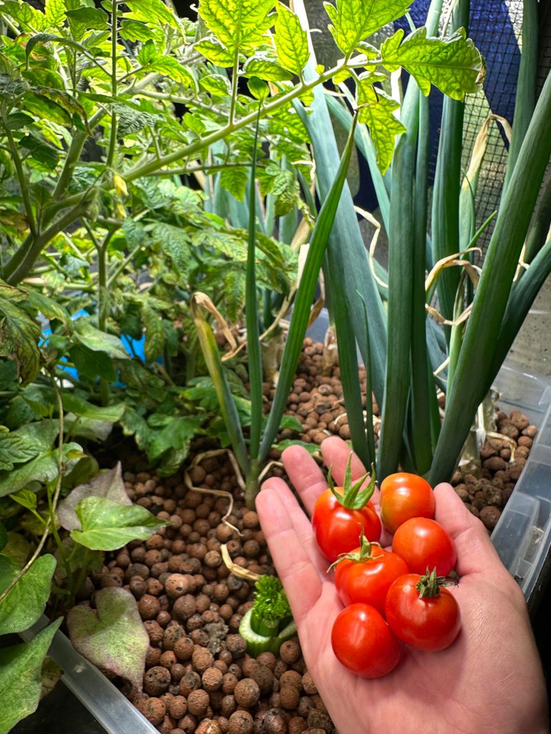 Onions Share Similar Growing Needs Without Competing Heavily