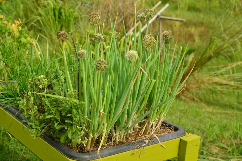 Onions Usually Get Left Alone In Oregon Beds