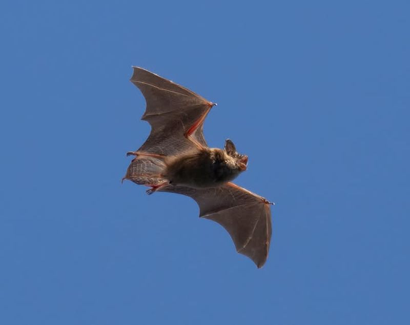 Open Flight Paths And Fewer Predators Make Roosts Safer