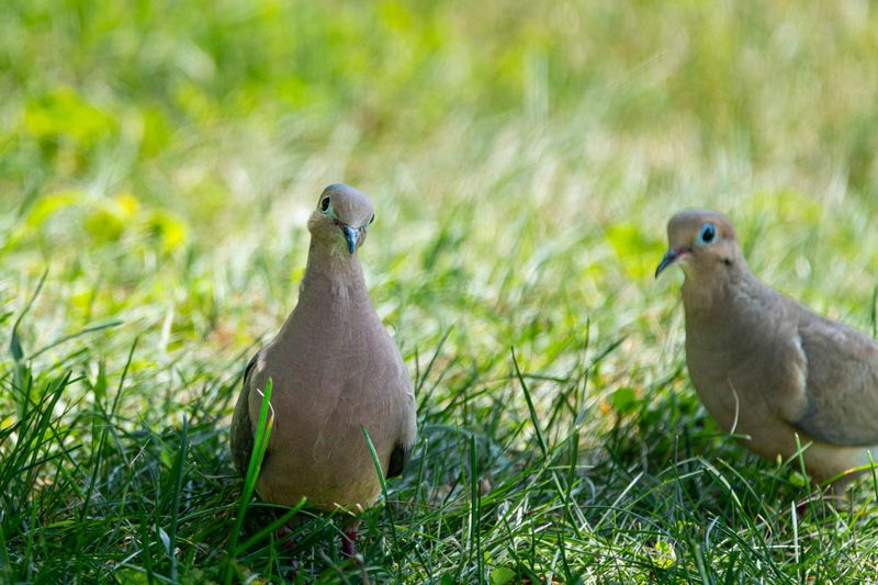 Open Ground And Quiet Edges Make Them Feel Safe