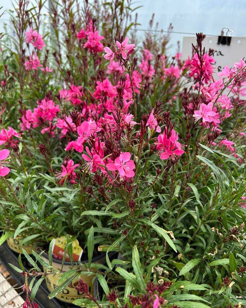 Open Growth Allows Better Air Movement In Humid Conditions