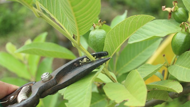 Open Guava Canopies For Stronger Growth Open Guava Canopies For Stronger Growth