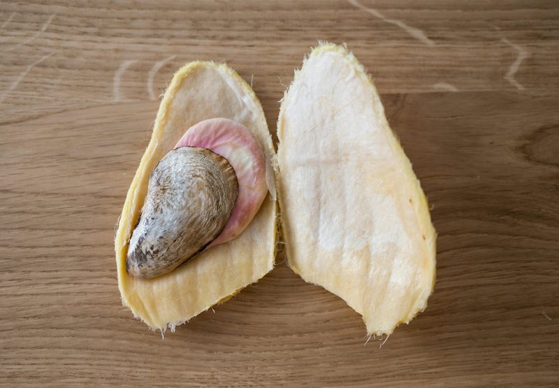 Open Mango Seeds For A Fast Indoor Sprout
