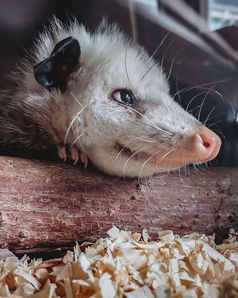 Opossums Eat Many Common Garden Insects At Night
