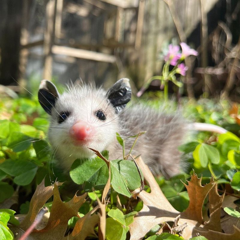 Opossums Often Use Quiet Covered Areas For Shelter