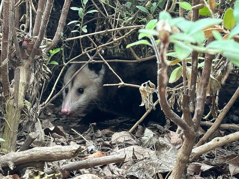 Opossums Rarely Damage Established Garden Plants