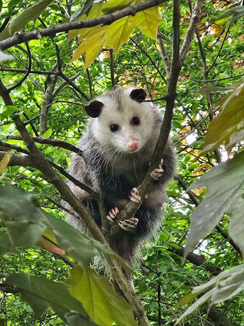 Opossums Usually Avoid Conflict With People And Pets