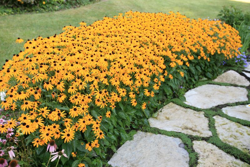 Orange Coneflower The Dependable Clay Perennial