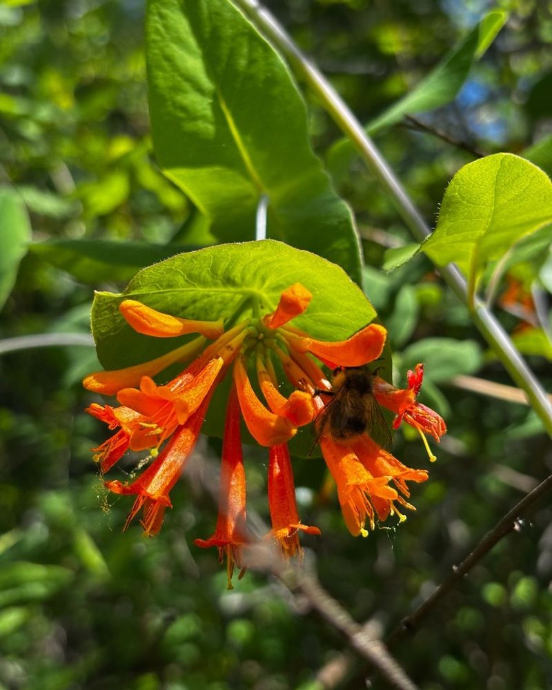 Orange Honeysuckle Brings Privacy With A Pop Of Color