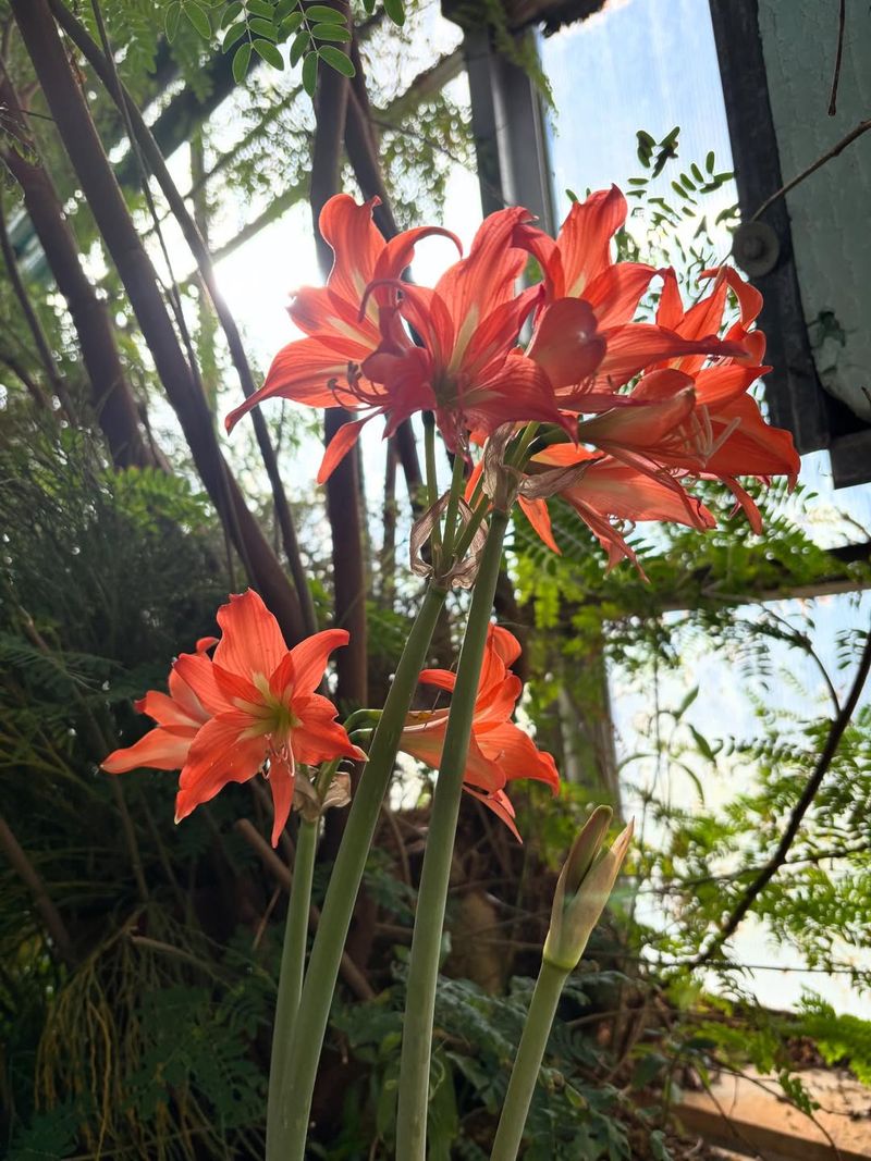Orange Or Coral Amaryllis (Hippeastrum Orange And Coral Hybrids)