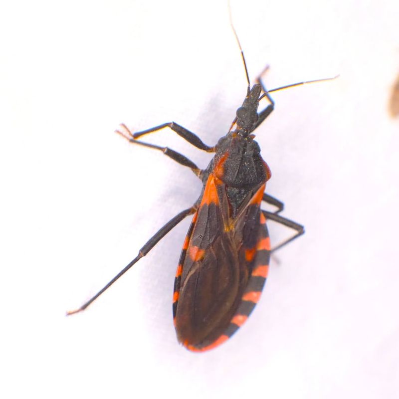 Orange Or Red Markings Help Identify Kissing Bugs