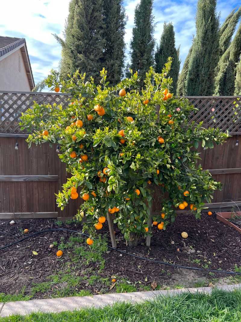 Oranges (Navel, Valencia)