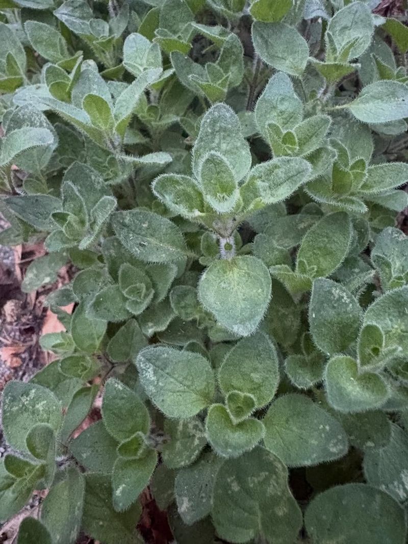 Oregano Oregano