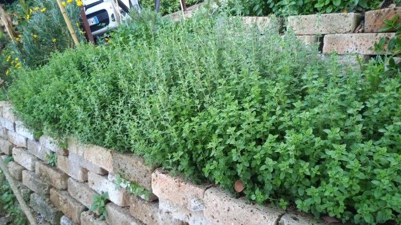 Oregano And Marjoram Stay Happy Together