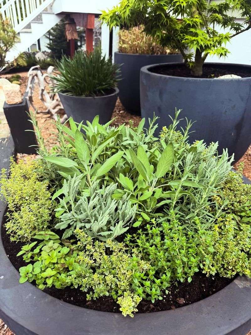 Oregano And Sage Tolerate Intense Afternoon Sun