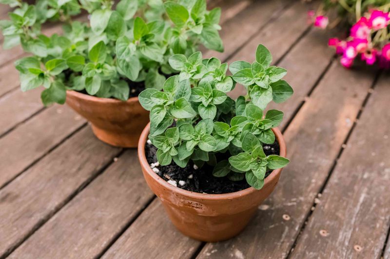 Oregano Fills Containers With Fragrant Growth