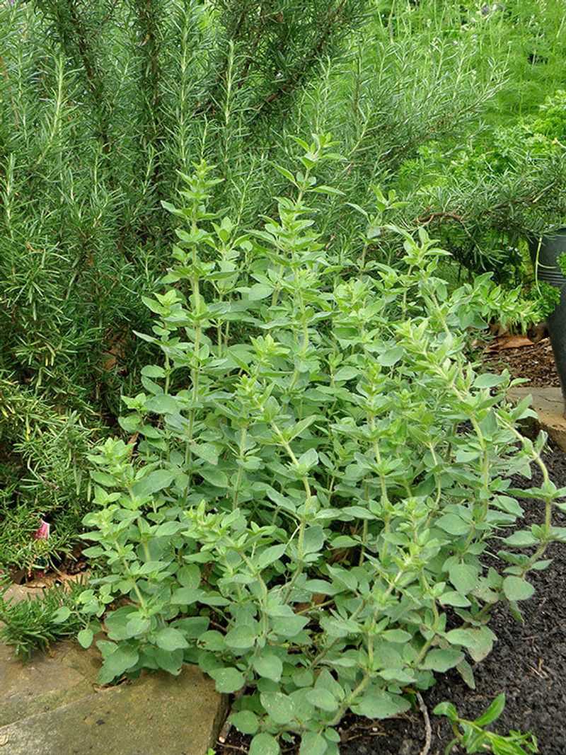 Oregano Fills Out Fast And Keeps Producing
