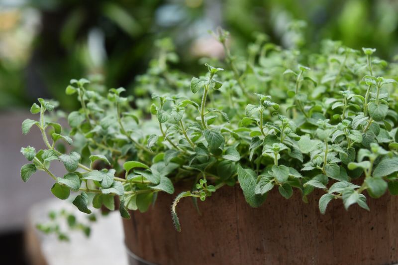 Oregano Handles Heat And Adds Pest-Repelling Fragrance