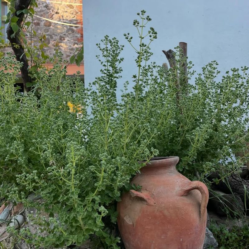 Oregano Handles Heat And Smells Strong