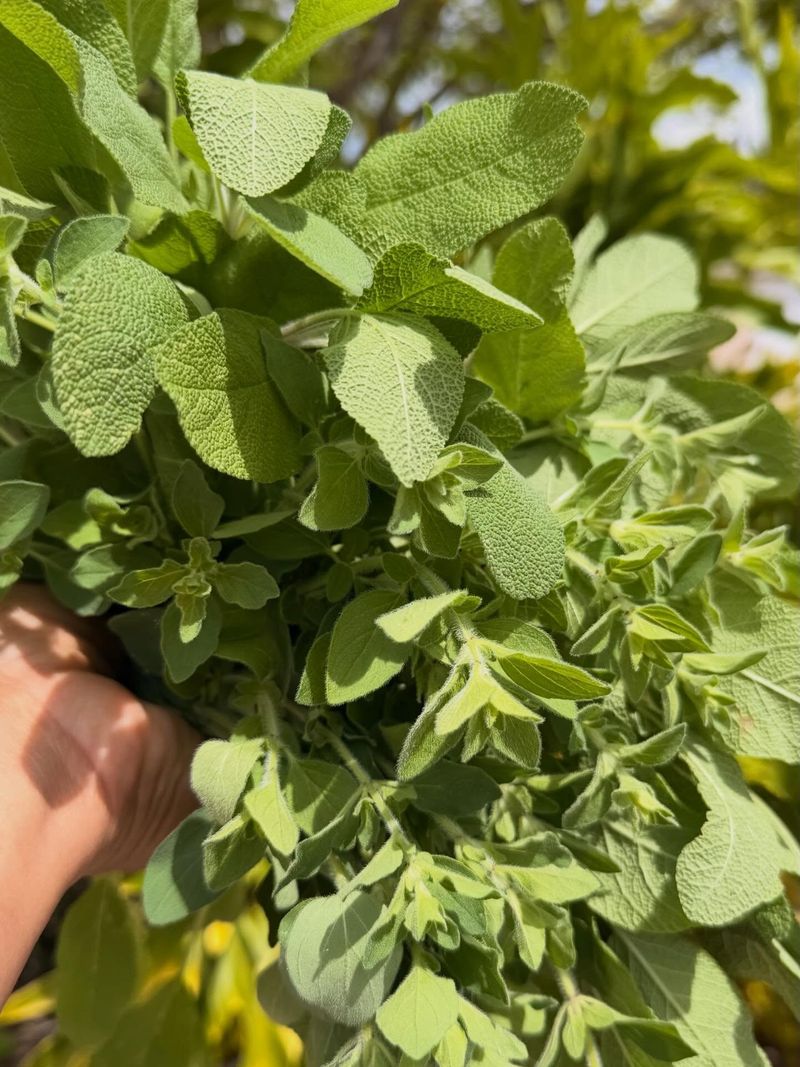 Oregano Thrives In Heat And Dry Soil