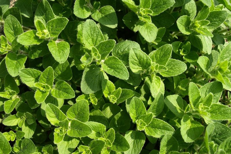 Oregano Works Best Where It Has Room To Spread