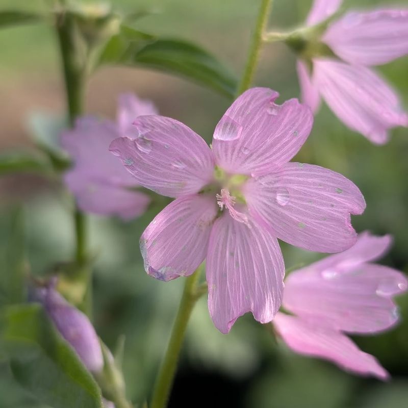 Oregon Checkerbloom